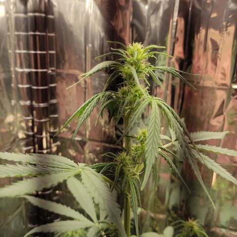 "Ani" Gelato #1 growlog timeline photo