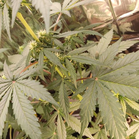 Gelato #2 growlog timeline photo