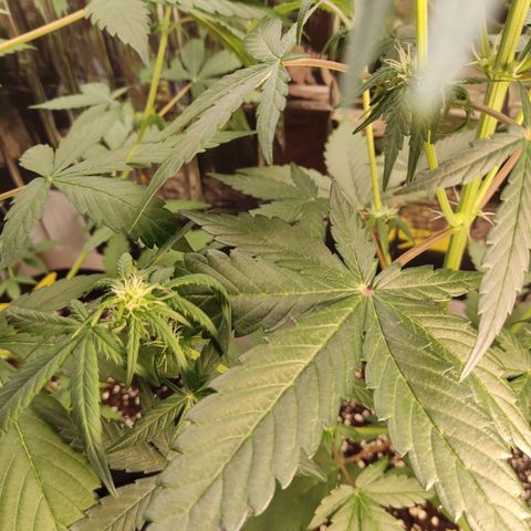 Gelato #2 growlog timeline photo