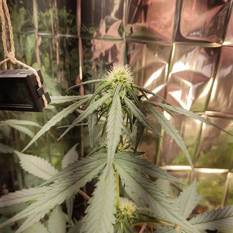 Gelato #2 growlog timeline photo