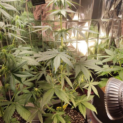 Gelato #2 growlog timeline photo