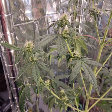 "Ani" Gelato #1 growlog timeline photo