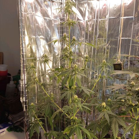 "Ani" Gelato #1 growlog timeline photo