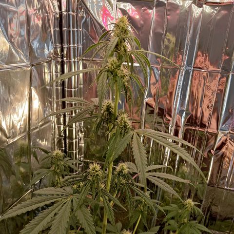 "Ani" Gelato #1 growlog timeline photo