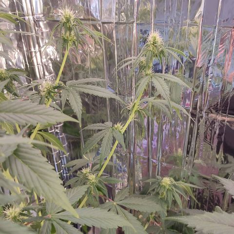 "Ani" Gelato #1 growlog timeline photo