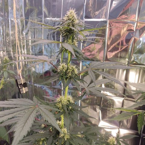 Gelato #2 growlog timeline photo