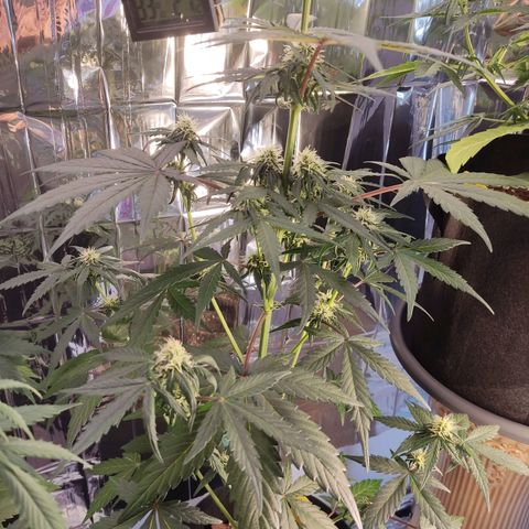 Gelato #2 growlog timeline photo