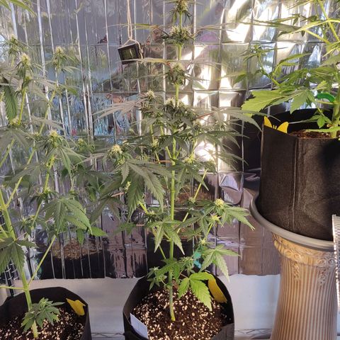 Gelato #2 growlog timeline photo