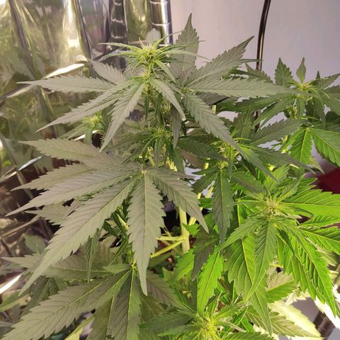 Mikromachine auto growlog timeline photo