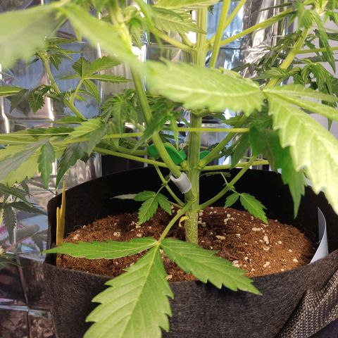Mikromachine auto growlog timeline photo