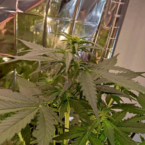 Mikromachine auto growlog timeline photo