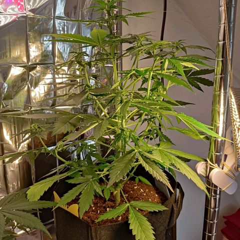 Mikromachine auto growlog timeline photo