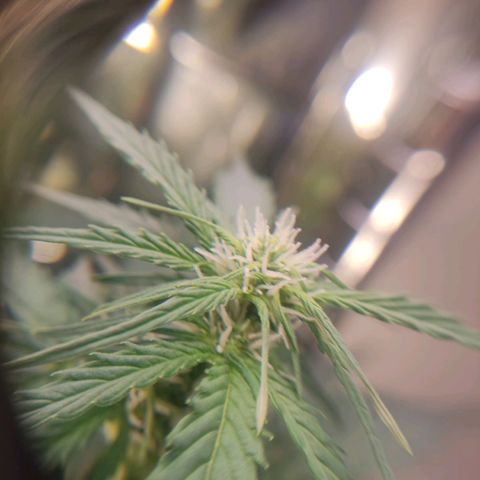 Mikromachine auto growlog timeline photo
