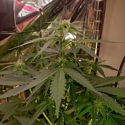 Mikromachine auto growlog timeline photo