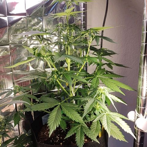 Mikromachine auto growlog timeline photo
