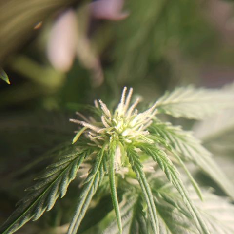 Mikromachine auto growlog timeline photo