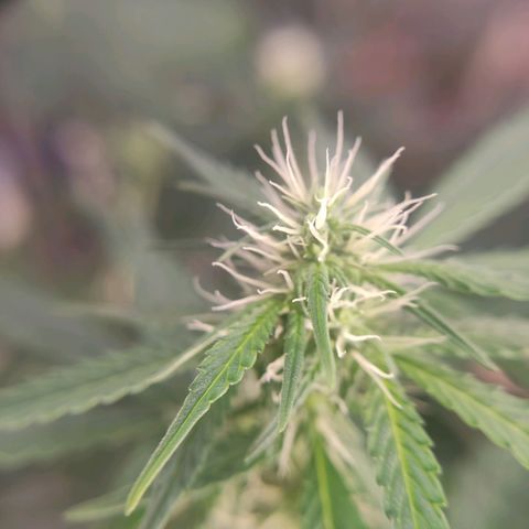 "Ani" Gelato #1 growlog timeline photo