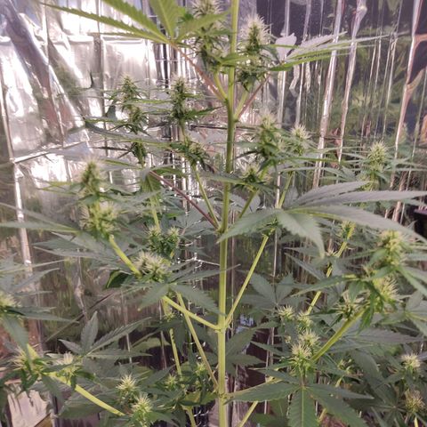 "Ani" Gelato #1 growlog timeline photo