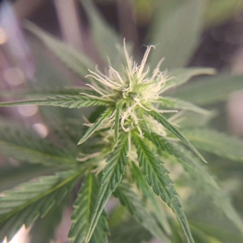 "Ani" Gelato #1 growlog timeline photo