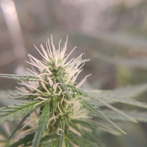 "Ani" Gelato #1 growlog timeline photo