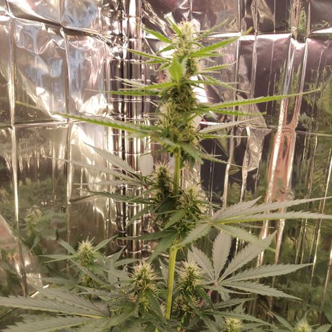 "Ani" Gelato #1 growlog timeline photo