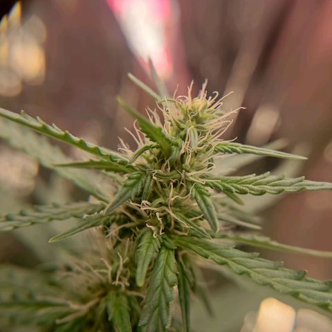 "Ani" Gelato #1 growlog timeline photo