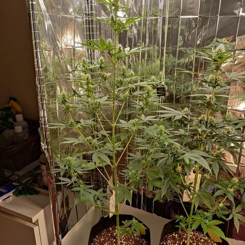 "Ani" Gelato #1 growlog timeline photo