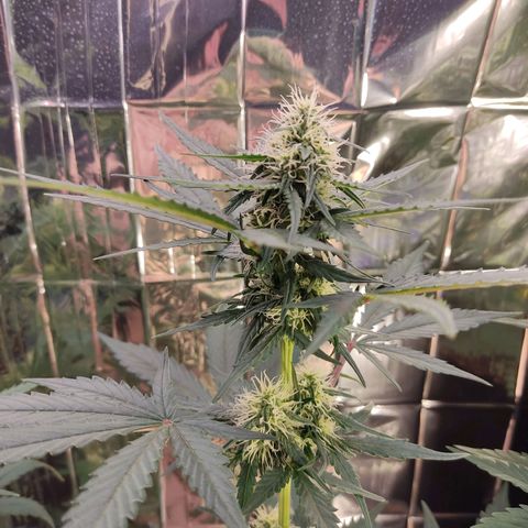 Gelato #2 growlog timeline photo