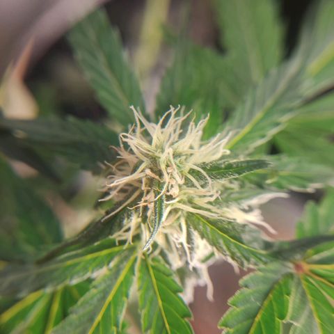 Gelato #2 growlog timeline photo