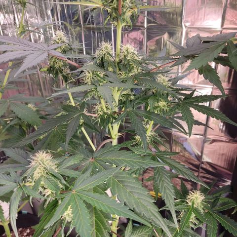 Gelato #2 growlog timeline photo
