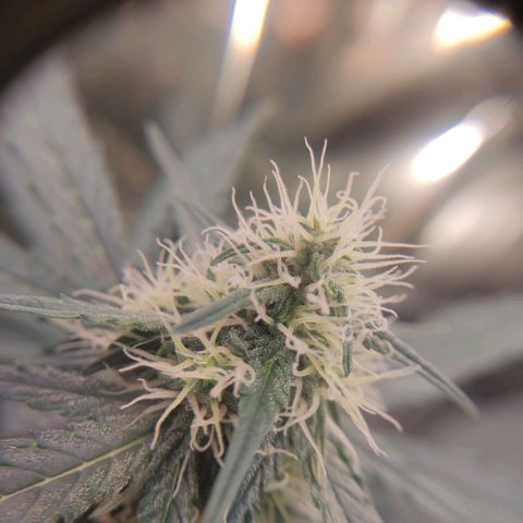 Gelato #2 growlog timeline photo