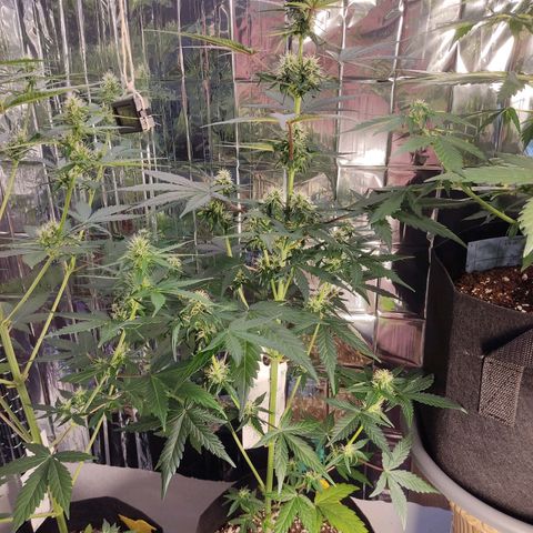 Gelato #2 growlog timeline photo