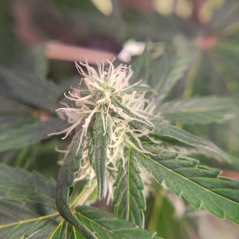 Gelato #2 growlog timeline photo