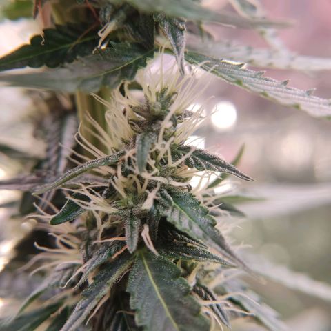 "Ani" Gelato #1 growlog timeline photo