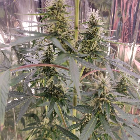 "Ani" Gelato #1 growlog timeline photo