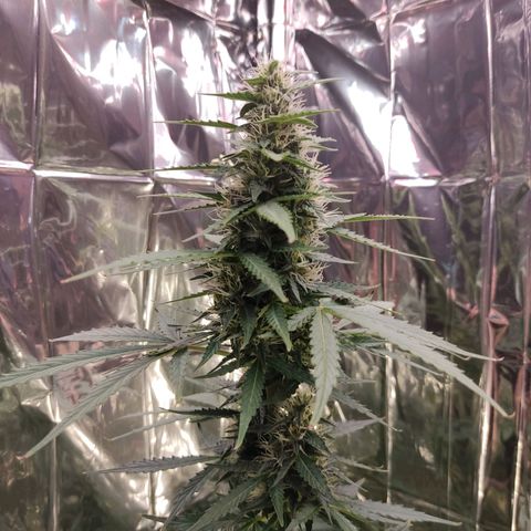 "Ani" Gelato #1 growlog timeline photo