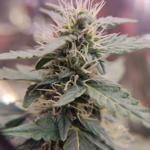 "Ani" Gelato #1 growlog timeline photo