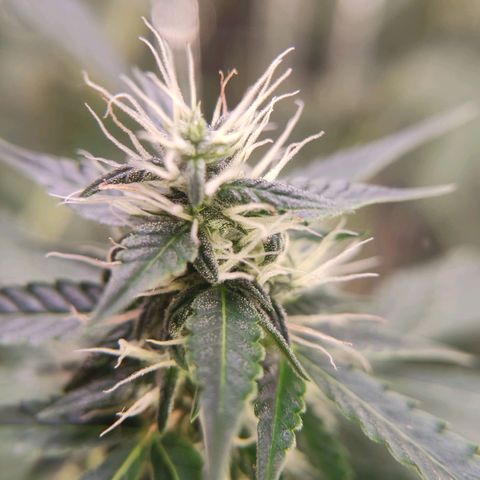 "Ani" Gelato #1 growlog timeline photo