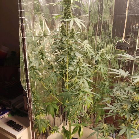 "Ani" Gelato #1 growlog timeline photo