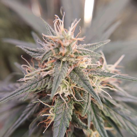 Gelato #2 growlog timeline photo
