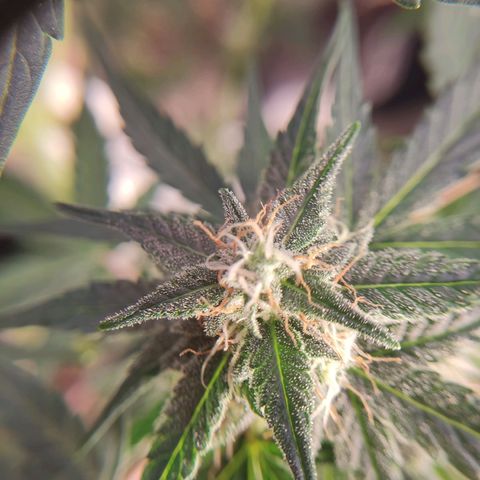 Gelato #2 growlog timeline photo