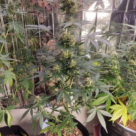 Gelato #2 growlog timeline photo