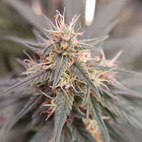 Gelato #2 growlog timeline photo