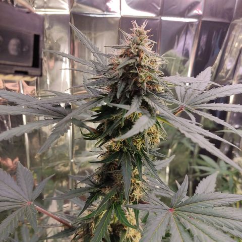 Gelato #2 growlog timeline photo