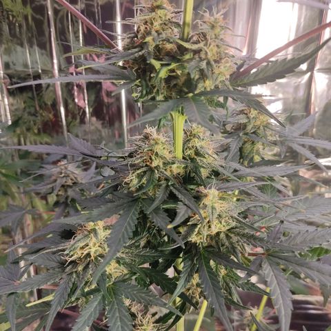 Gelato #2 growlog timeline photo