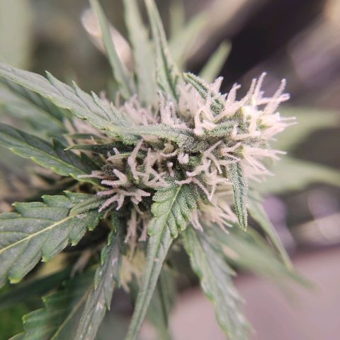 Mikromachine auto growlog timeline photo