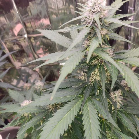Mikromachine auto growlog timeline photo