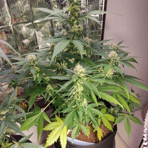 Mikromachine auto growlog timeline photo