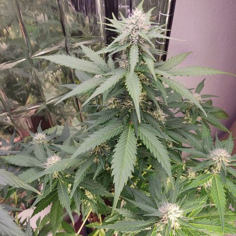Mikromachine auto growlog timeline photo