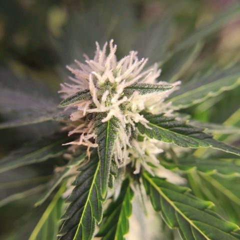 Mikromachine auto growlog timeline photo
